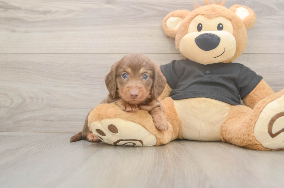 5 week old Dachshund Puppy For Sale - Florida Fur Babies