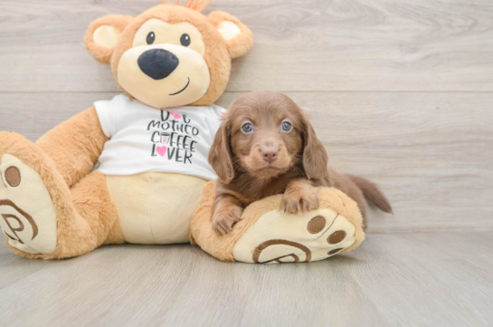Cute Doxie Purebred Puppy