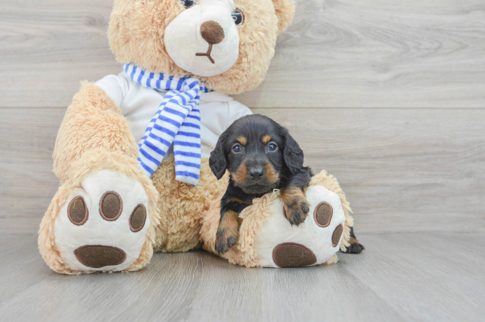 7 week old Dachshund Puppy For Sale - Florida Fur Babies