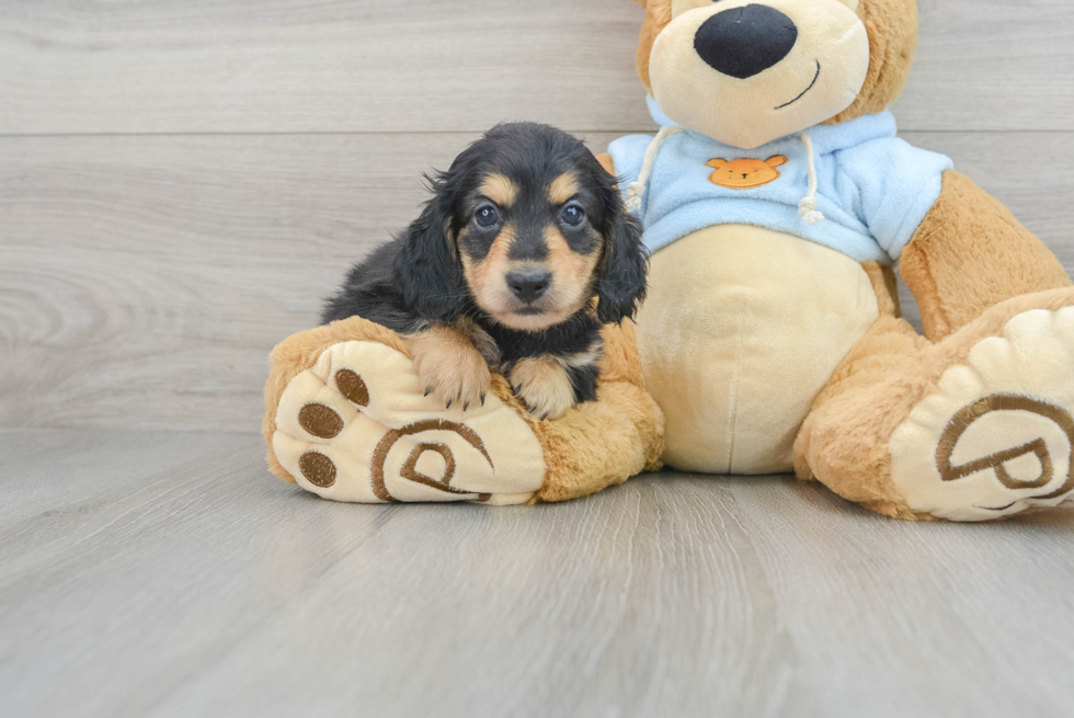 Cute Dachshund Purebred Pup