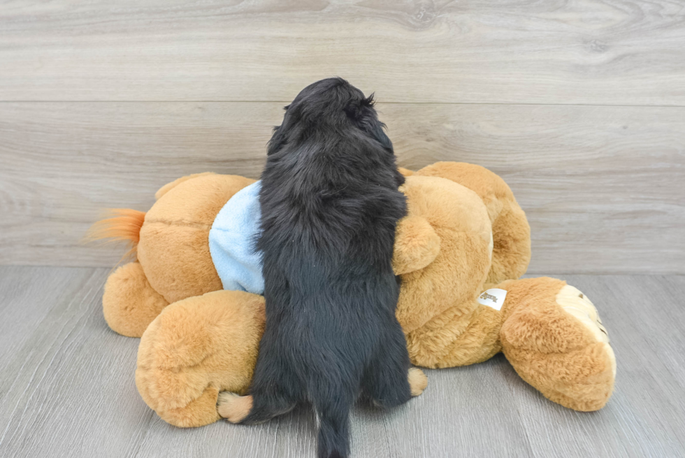 Cute Dachshund Purebred Pup