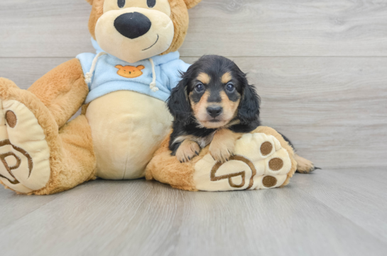 Cute Dachshund Purebred Pup