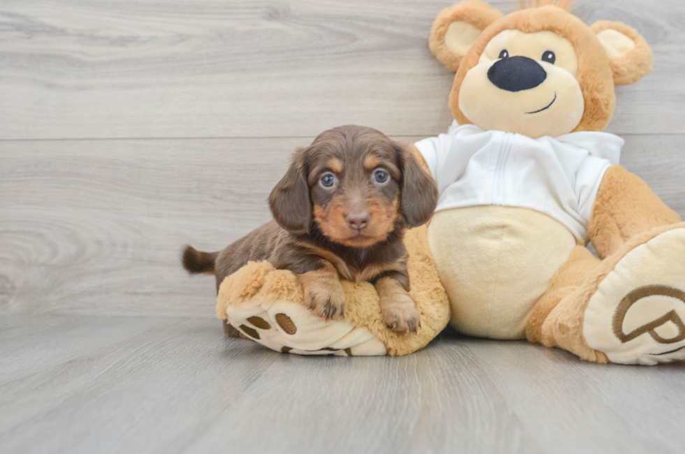 Dachshund puppies for sale