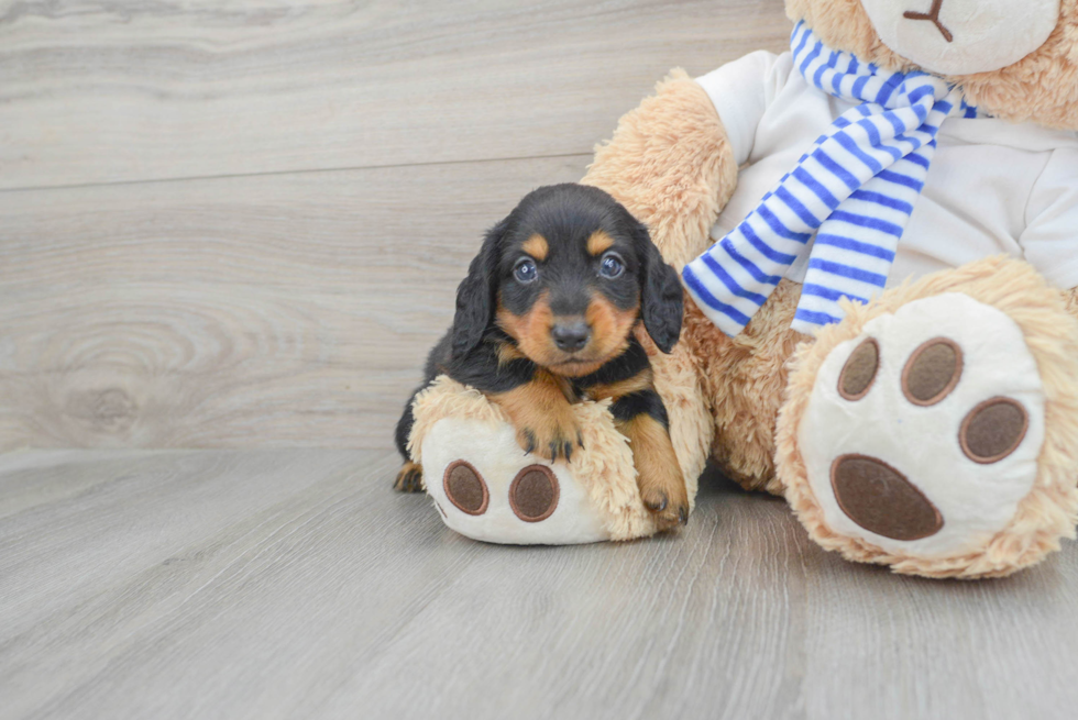 Cute Dachshund Purebred Pup