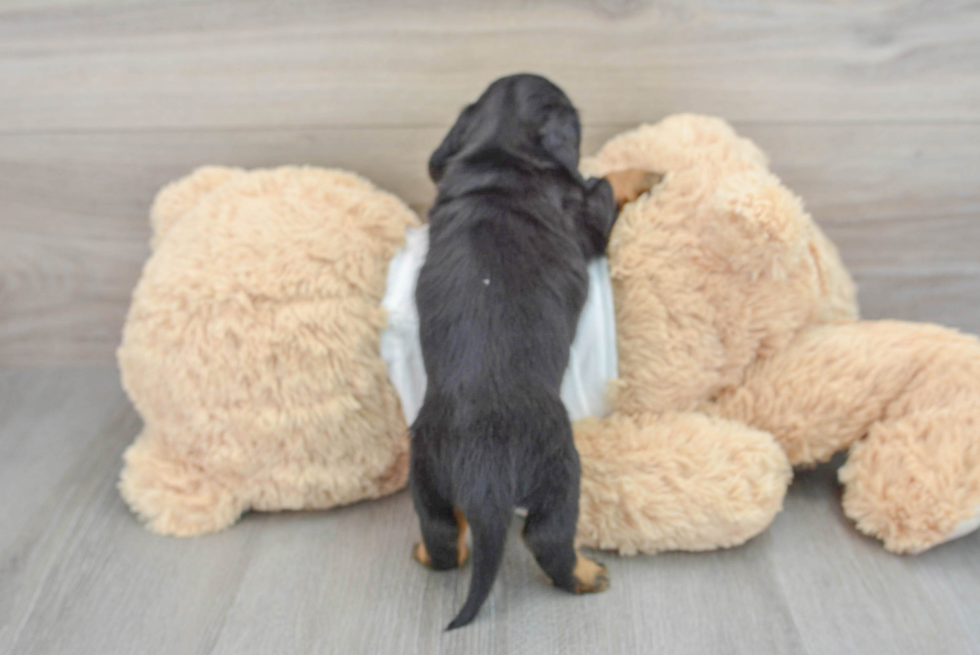 Dachshund Puppy for Adoption