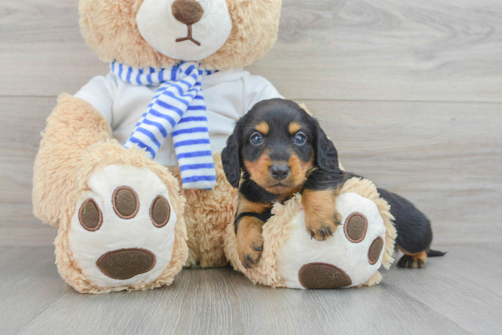Dachshund Pup Being Cute