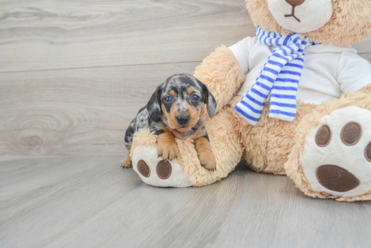 Cute Dachshund Purebred Pup