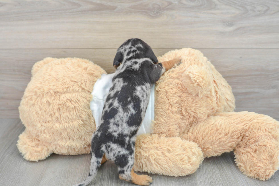 Cute Dachshund Baby