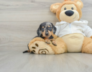 6 week old Dachshund Puppy For Sale - Florida Fur Babies