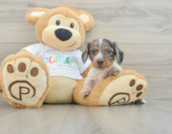 5 week old Dachshund Puppy For Sale - Florida Fur Babies