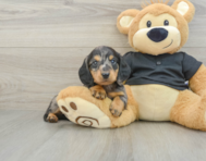 8 week old Dachshund Puppy For Sale - Florida Fur Babies