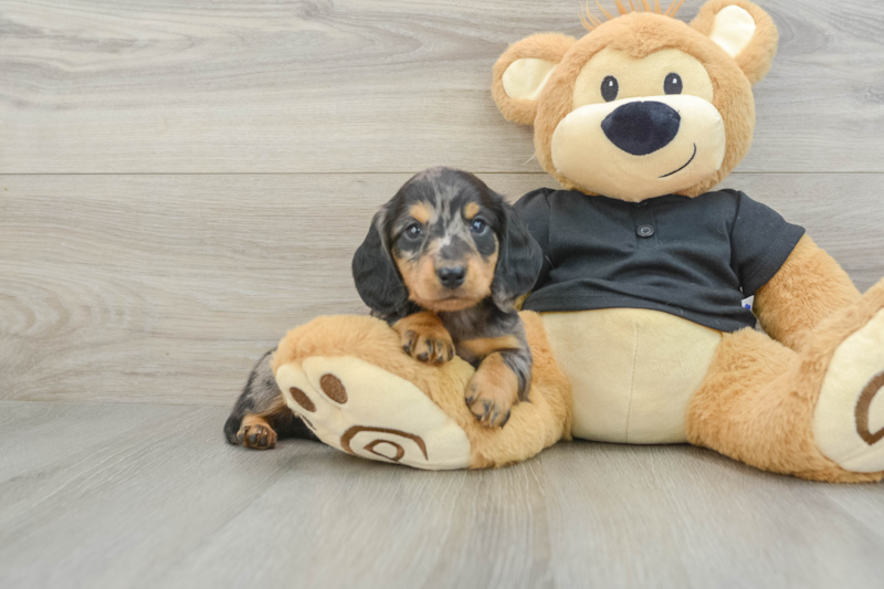 Meet Laddie - our Dachshund Puppy Photo 1/10 - Florida Fur Babies
