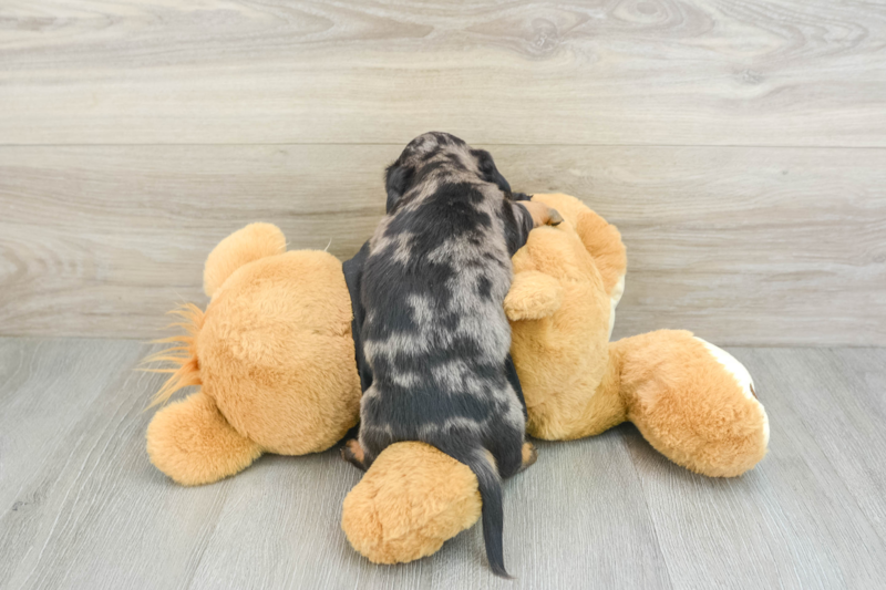 Meet Laddie - our Dachshund Puppy Photo 2/10 - Florida Fur Babies