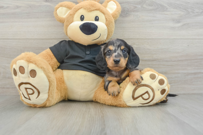 Meet Laddie - our Dachshund Puppy Photo 3/10 - Florida Fur Babies
