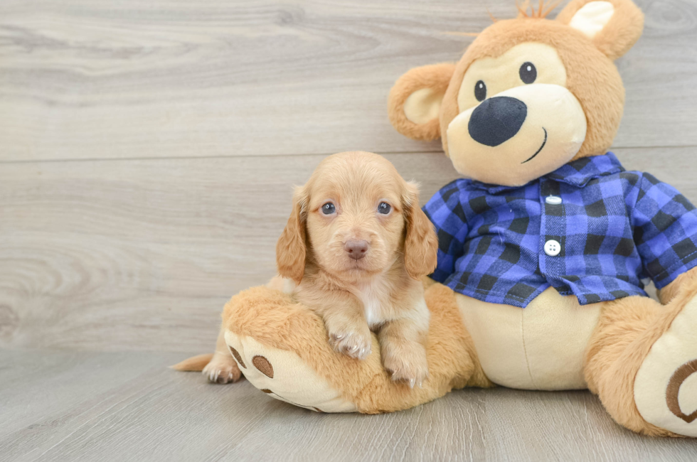 5 week old Dachshund Puppy For Sale - Florida Fur Babies