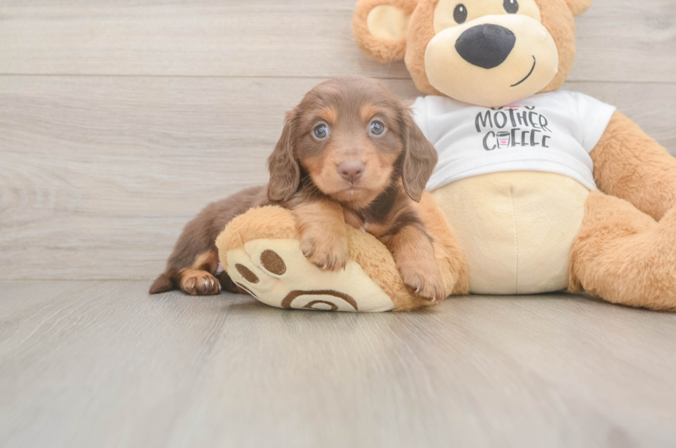 5 week old Dachshund Puppy For Sale - Florida Fur Babies