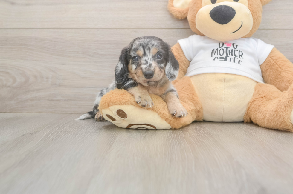 5 week old Dachshund Puppy For Sale - Florida Fur Babies