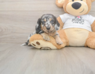 5 week old Dachshund Puppy For Sale - Florida Fur Babies 5 week old Dachshund Puppy For Sale - Florida Fur Babies