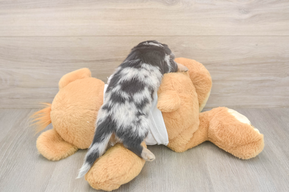 Cute Dachshund Purebred Pup