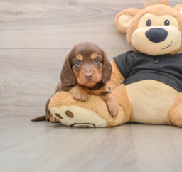5 week old Dachshund Puppy For Sale - Florida Fur Babies