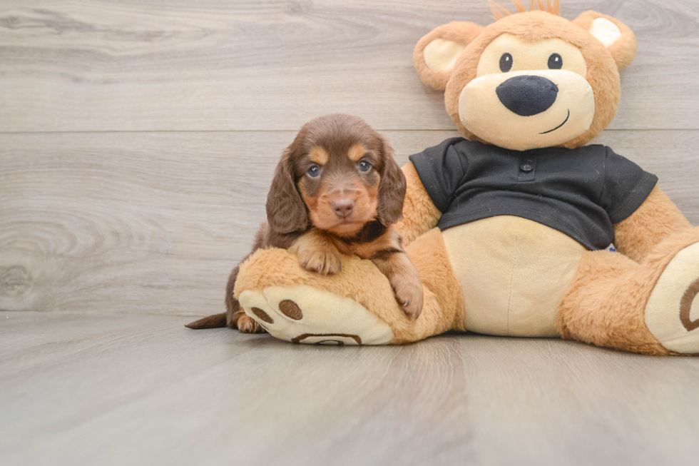 Cute Dachshund Purebred Pup