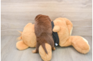 Dachshund Pup Being Cute