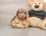 5 week old Dachshund Puppy For Sale - Florida Fur Babies