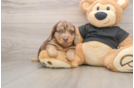 Cute Doxie Purebred Puppy