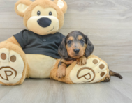 8 week old Dachshund Puppy For Sale - Florida Fur Babies