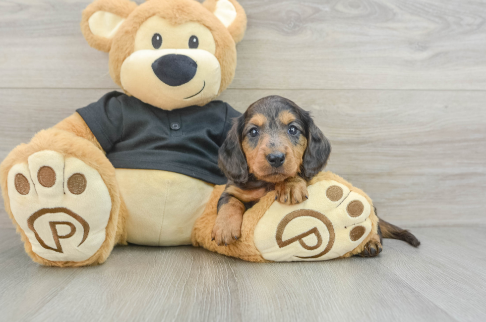 5 week old Dachshund Puppy For Sale - Florida Fur Babies