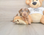 6 week old Dachshund Puppy For Sale - Florida Fur Babies