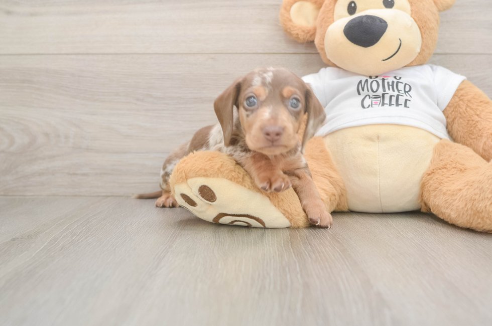 5 week old Dachshund Puppy For Sale - Florida Fur Babies