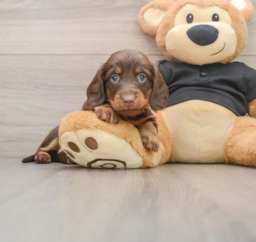 5 week old Dachshund Puppy For Sale - Florida Fur Babies