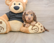 5 week old Dachshund Puppy For Sale - Florida Fur Babies