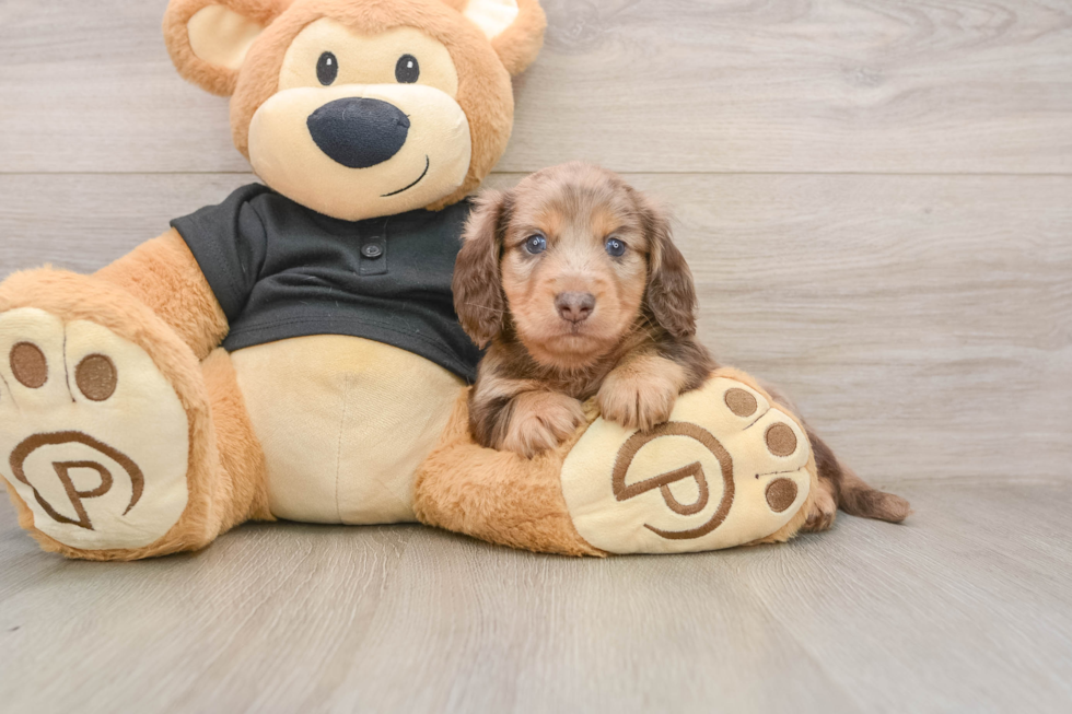 Cute Dachshund Baby