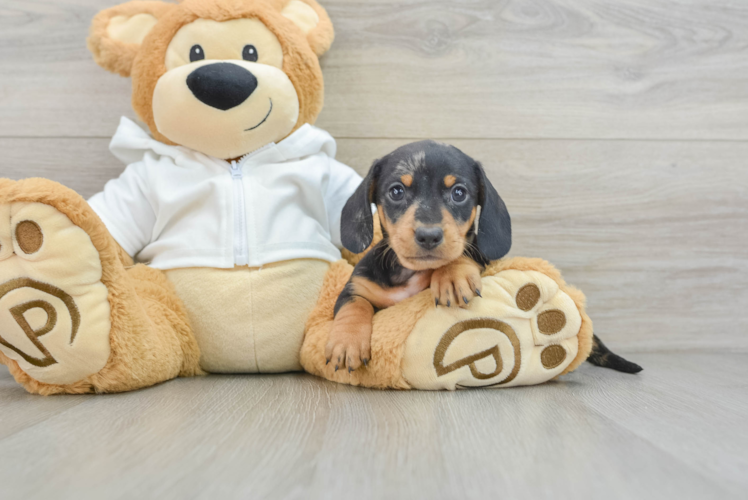 Cute Dachshund Purebred Pup