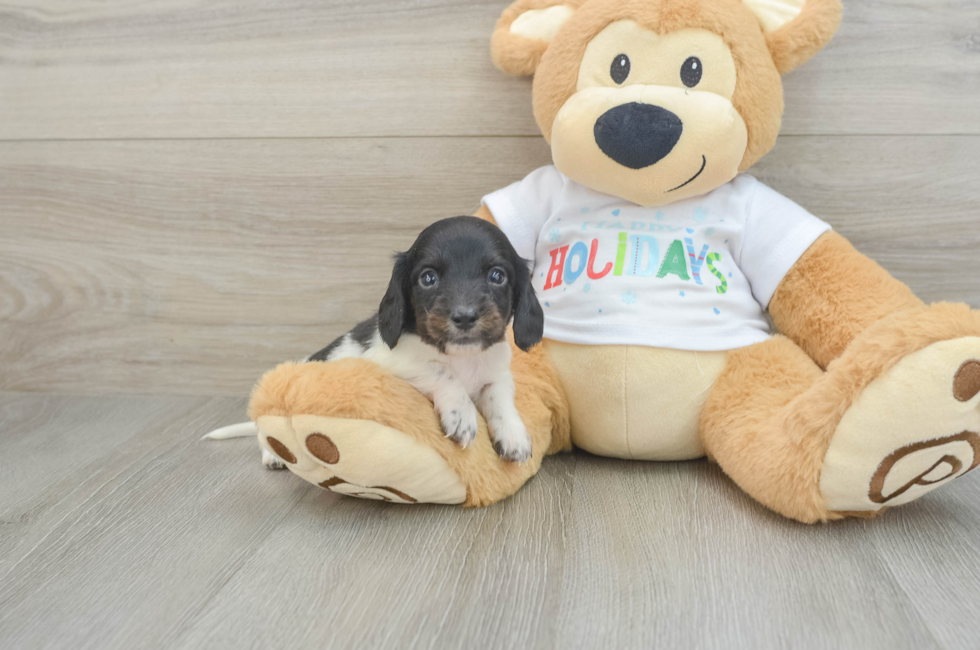 6 week old Dachshund Puppy For Sale - Florida Fur Babies