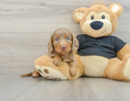 5 week old Dachshund Puppy For Sale - Florida Fur Babies