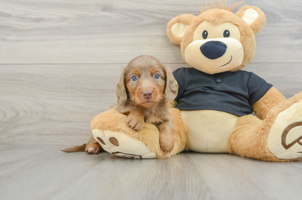 6 week old Dachshund Puppy For Sale - Florida Fur Babies