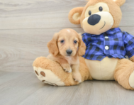 6 week old Dachshund Puppy For Sale - Florida Fur Babies