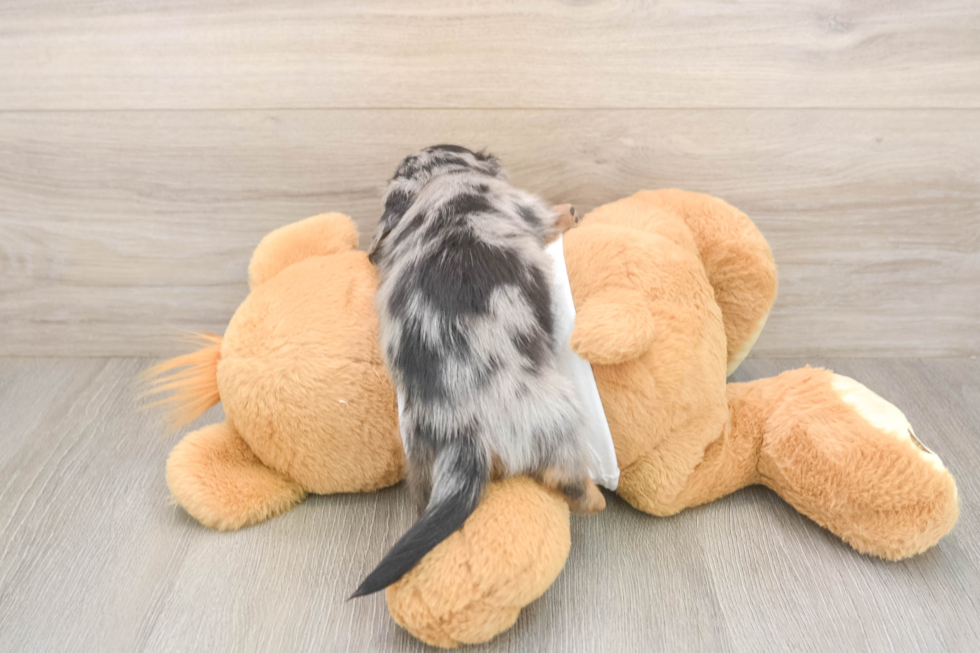 Cute Doxie Purebred Puppy