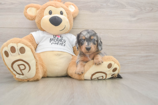 5 week old Dachshund Puppy For Sale - Florida Fur Babies Dachshund Pup Being Cute