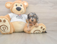 5 week old Dachshund Puppy For Sale - Florida Fur Babies 5 week old Dachshund Puppy For Sale - Florida Fur Babies