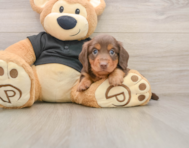 5 week old Dachshund Puppy For Sale - Florida Fur Babies