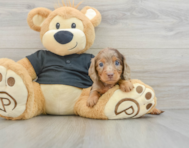 6 week old Dachshund Puppy For Sale - Florida Fur Babies