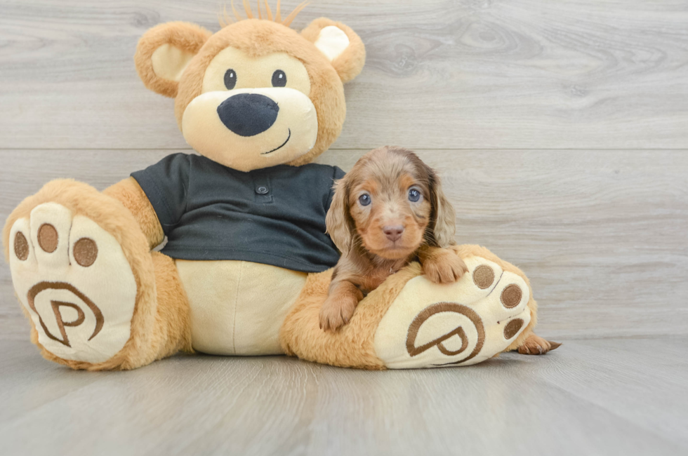 6 week old Dachshund Puppy For Sale - Florida Fur Babies