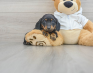 6 week old Dachshund Puppy For Sale - Florida Fur Babies