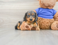 8 week old Dachshund Puppy For Sale - Florida Fur Babies
