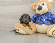 7 week old Dachshund Puppy For Sale - Florida Fur Babies
