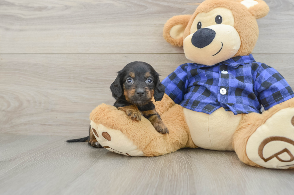 7 week old Dachshund Puppy For Sale - Florida Fur Babies